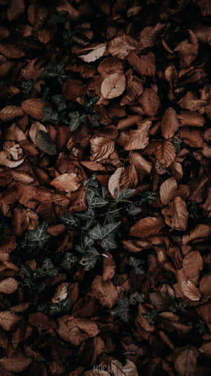 A Beautiful Red Autumn Leaf Wallpaper