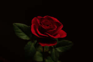 A Beautiful Red Rose Surrounded By Tinged Petals And Buds, Shining In The Early Morning Sunlight. Wallpaper