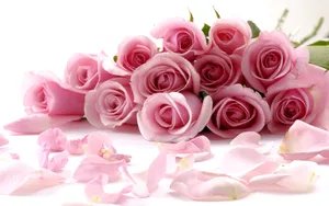 A Beautiful Rose Amidst A Bed Of Petals. Wallpaper