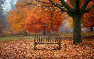 A Bench In The Park Wallpaper
