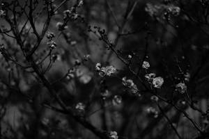 A Black And White Dreamscape Of A Sakura Tree In Bloom Wallpaper