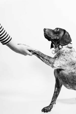 A Black And White Moment - Human Hand And Dog Paw Wallpaper