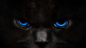 A Black Cat With Blue Eyes In The Dark Wallpaper