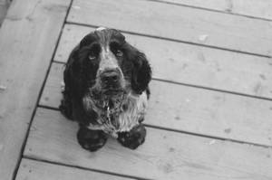 A Black Cocker Spaniel Puppy Looks Lovingly Into The Camera Wallpaper