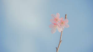 A Blooming Pastel Plum Wallpaper