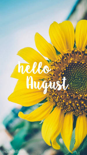 A Blossoming Sunflower In The Golden Light Of August. Wallpaper