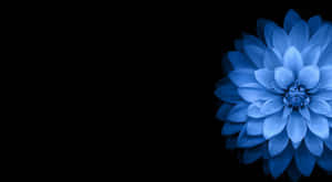 A Blue Flower On A Black Background Wallpaper