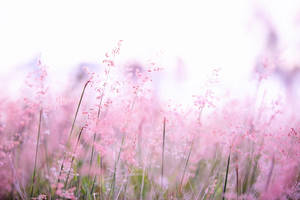 A Bouquet Of Pretty Pastel Pink Baby's Breath Flowers Wallpaper