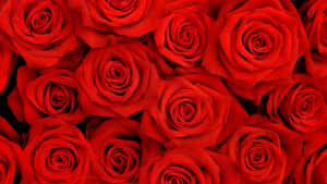 A Bouquet Of Vibrant Red Roses. Wallpaper
