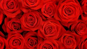 A Bouquet Of Vibrant Red Roses. Wallpaper