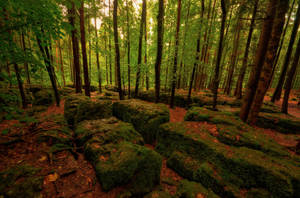 A Breezy Walk Through A Wood Of Stones Wallpaper