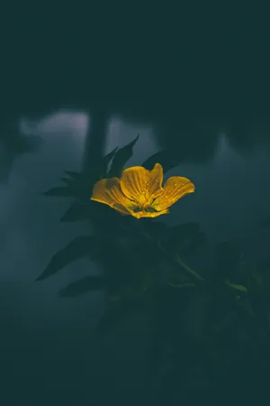 A Bright And Cheery Yellow Flower Against A Blurred Gray Background. Wallpaper