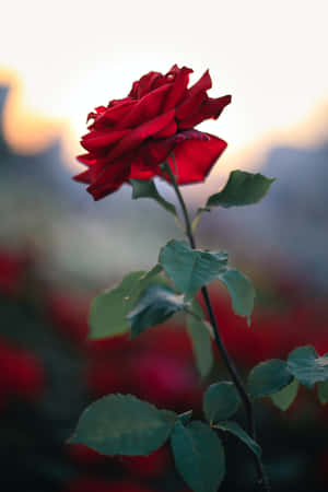 A Bright And Fragrant Cute Rose Wallpaper