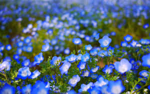A Bright Blue Flower With Intricate Beauty Wallpaper