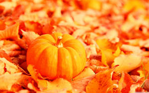 A Bright Orange Pumpkin Smiles In Anticipation Of Fall. Wallpaper
