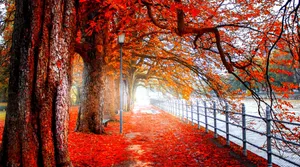 A Bright Red Tree Shimmering In The Sunlight Wallpaper