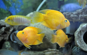 A Bright Yellow Fish Swimming Underwater Wallpaper