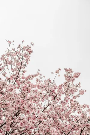 A Brilliant Sky Of Pink Sakura Blossoms Wallpaper