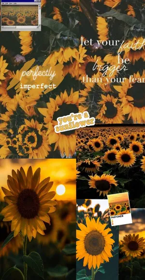 A Brilliant Sunflower Glows In A Field Of Golden Yellow. Wallpaper