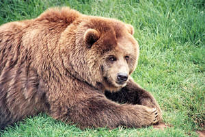 A Brown Bear In Its Natural Habitat Wallpaper
