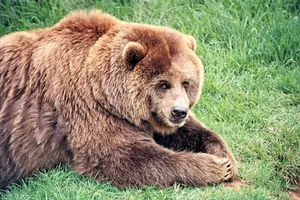 A Brown Bear In Its Natural Habitat Wallpaper