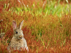 A Brown Bunny In A Meadow Of Bright Orange Flowers Wallpaper
