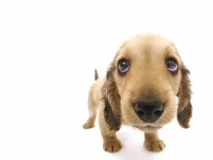 A Brown Puppy Is Looking At The Camera Wallpaper