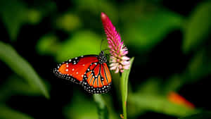 A Butterfly Is Sitting On A Flower Wallpaper