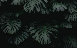 A Calm And Serene Plant Aesthetic Desktop Wallpaper