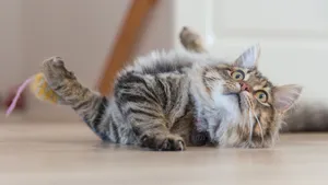 A Cat Is Playing With A Toy On The Floor Wallpaper