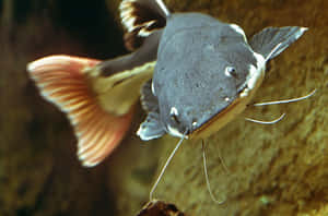 A Catfish Swimming In An Aquarium Wallpaper