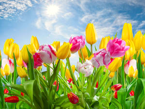 A Celebration Of Spring In Desktop Wallpaper