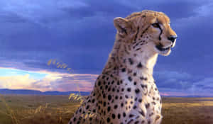 A Cheetah Is Ready To Pounce Wallpaper