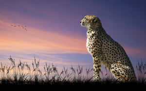“a Cheetah Roaming Freely In Its Natural Habitat” Wallpaper