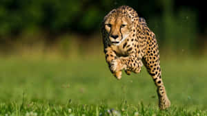 A Cheetah Strides Across The African Plains Wallpaper