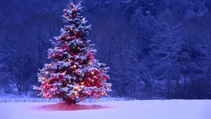 A Christmas Tree In The Snow With Lights On It Wallpaper