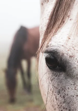 A Close Look Into The Intense, Brown Eye Of An Appaloosa Horse Wallpaper