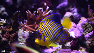 A Close-up Look At A Small Yellow And Blue Fish Wallpaper