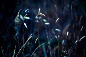 A Close-up Look At Stalks Of Grass Under The Night Sky Wallpaper