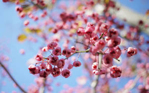 A Close-up Of A Beautiful Cherry Blossom Tree Wallpaper