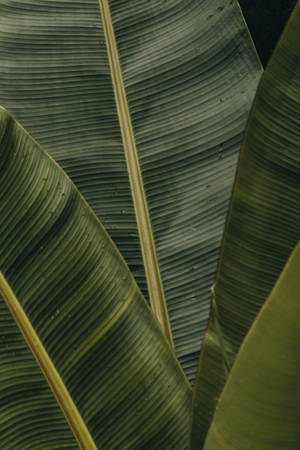 A Close-up Of A Fresh Green Banana Leaf Wallpaper