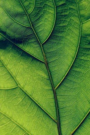 A Close-up Of A Leaf In Lush Green Tones Wallpaper