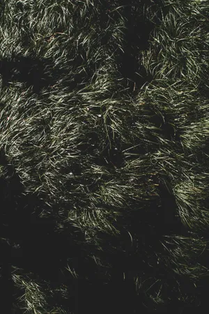 A Close Up Of A Night Sky With Lush Rolling Hills Of Grass. Wallpaper