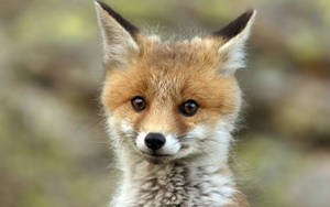 A Close-up Of A Young Fox Wallpaper