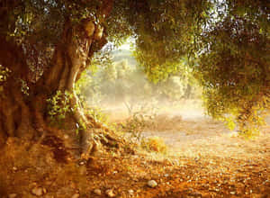 A Close-up Of An Olive Tree In A Sunlit Field Wallpaper