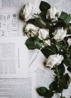 A Close-up Shot Of A Vibrant Pink Rose Wallpaper