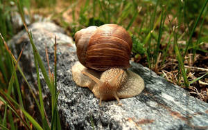 A Close-up View Of A Garden Snail Wallpaper