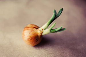 A Close-up View Of A Sprouting Onion Wallpaper