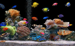 A Colorful Aquarium With Many Fish And Corals Wallpaper
