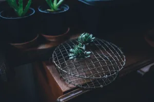 A Colorful Cactus In A Terra-cotta Pot Up On A Table. Wallpaper